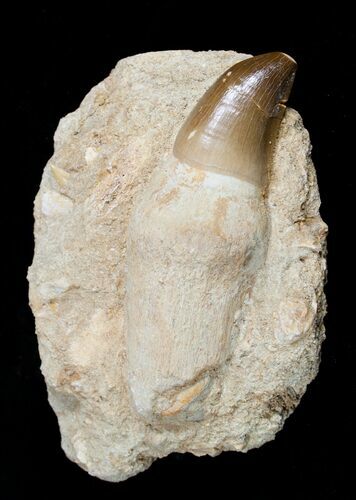 Giant Rooted Mosasaur Tooth in Matrix #1763